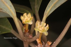 Actinodaphne salicina